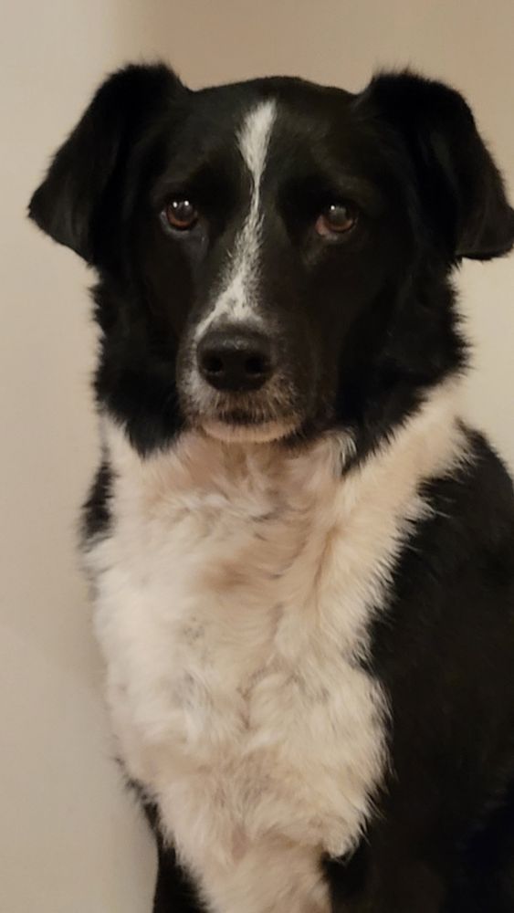 Portrait-Foto einer schwarz-weißen Hündin.  