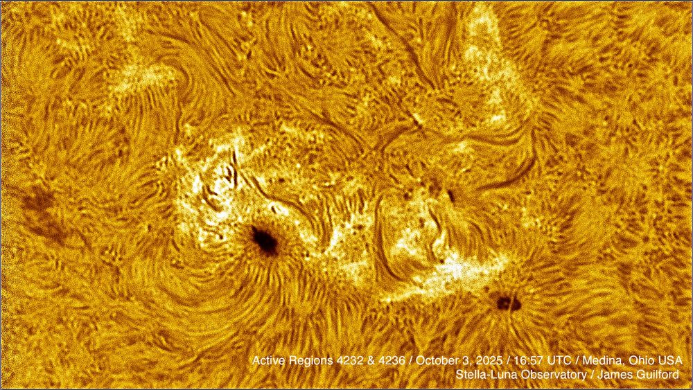 A close-crop of two sunspots viewed in hydrogen-alpha light -- an extensive field of filaments surrounds the spots.