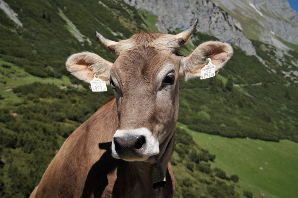 Portrait einer braunen Kuh, mit Hörnern und österreichischen Kennmarken in beiden Ohren. Sie steht auf einer Bergwiese vor einem Berghang
