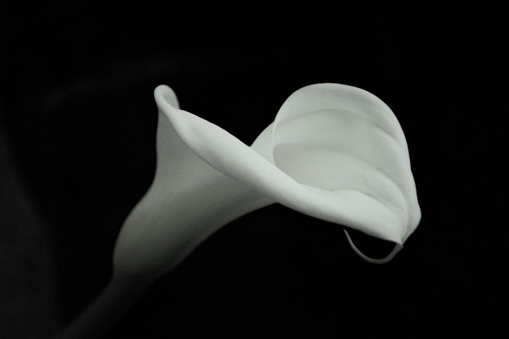 Weiße Calla vor dunklem Hintergrund. Aufnahme in schwarz/weiß