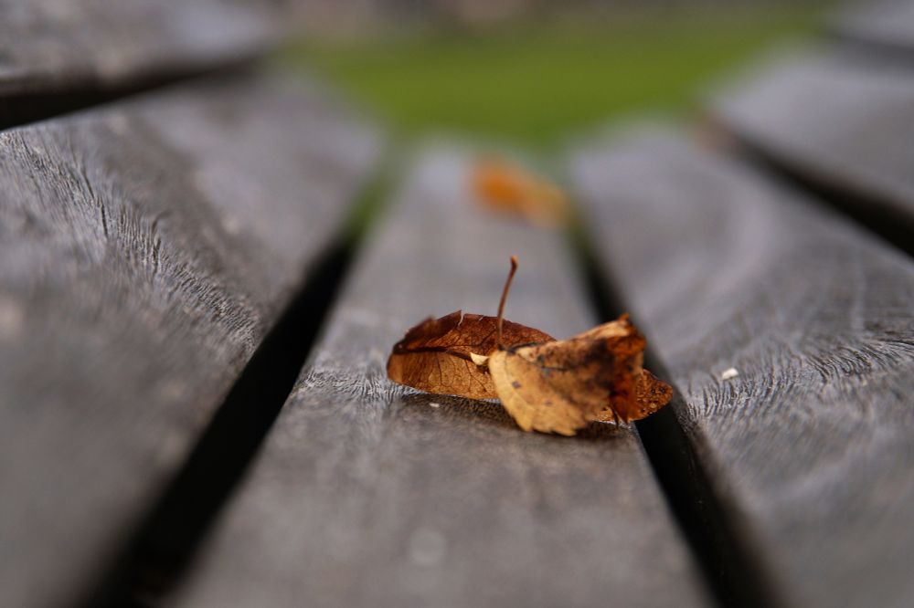 Drei gelbbraune verwelkte Blätter auf der Sitzfläche eine Holzbank. Der Fokus sollte auf dem vorderen Blatt liegen, ist aber verrutscht auf das hintere Blatt.