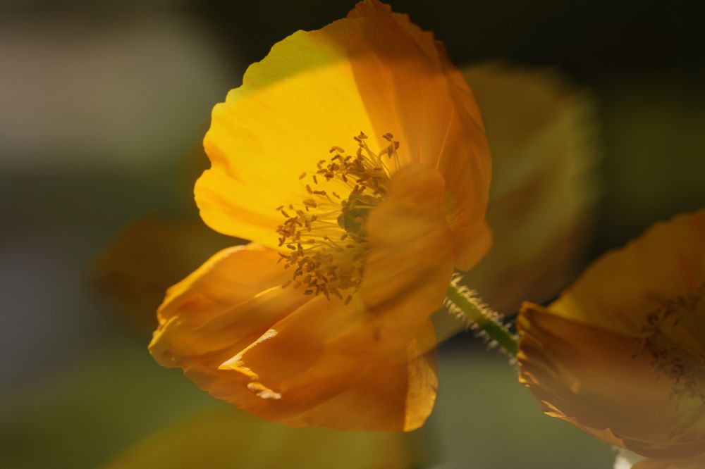 Gelber Mohn, freigestellte Aufnahme im Halbschatten. Doppelbelichtung