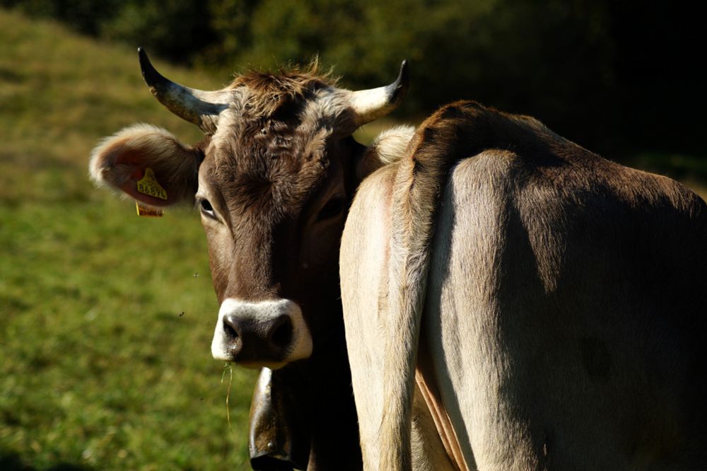 Eine Allgäuer Kuh mit braunen Fell und Hörnern schaut hinter dem Popo einer anderen braunen Kuh hervor. Szene auf einer Wiese am Hang mit Sonnenlicht von links.