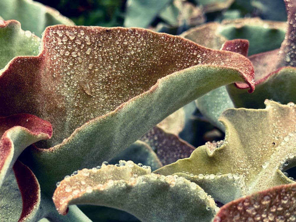 Fuzzy, sage green leaves covered in water droplets.