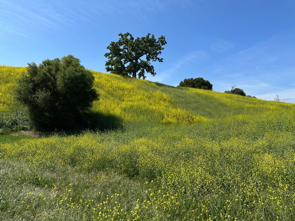 Fields of mustard with trees, near Malibu, CA.
