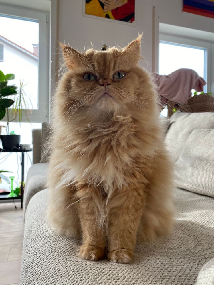 Image of a ginger cat 