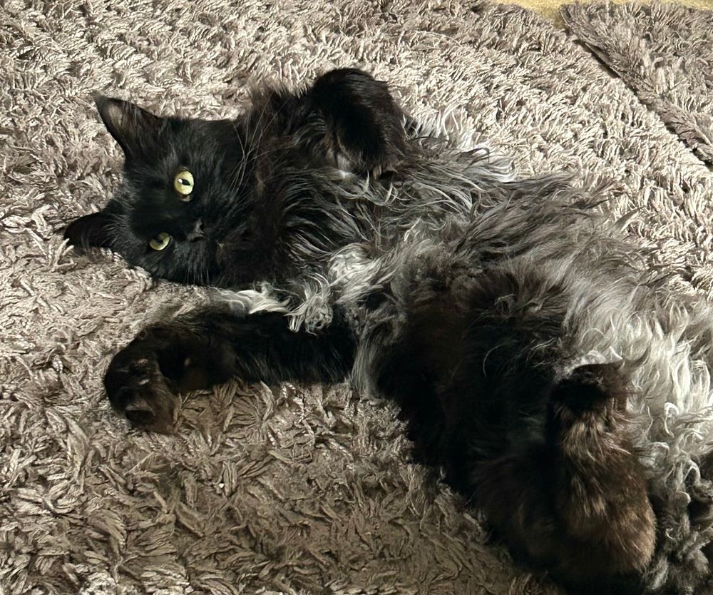 Black smoke mainecoon cat named Grog rolling on his back looking majestic as fluff