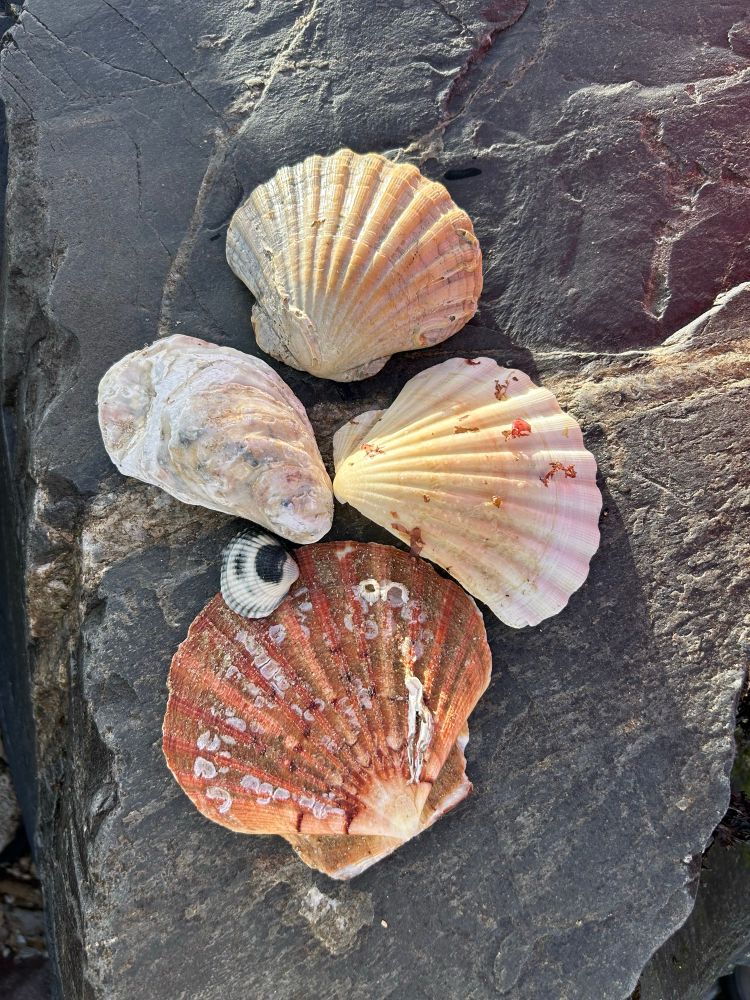 Muscheln auf einem Felsen
