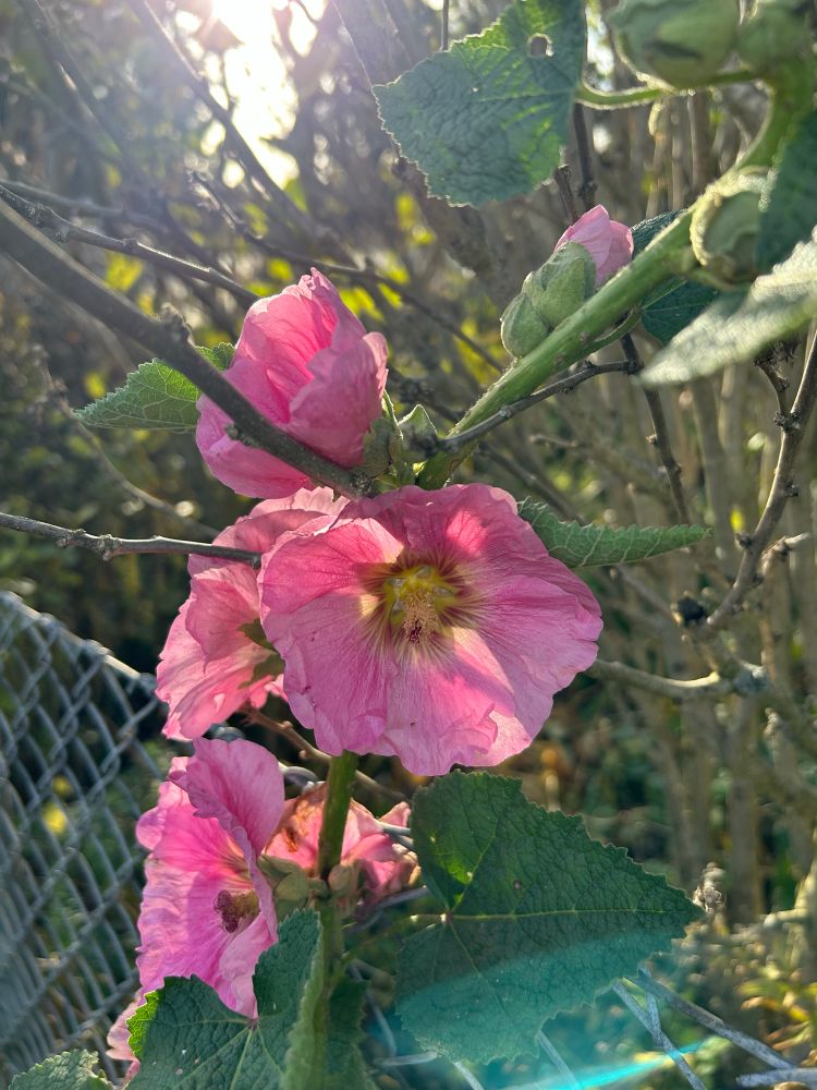 Späte Stockrose im Gegenlicht 