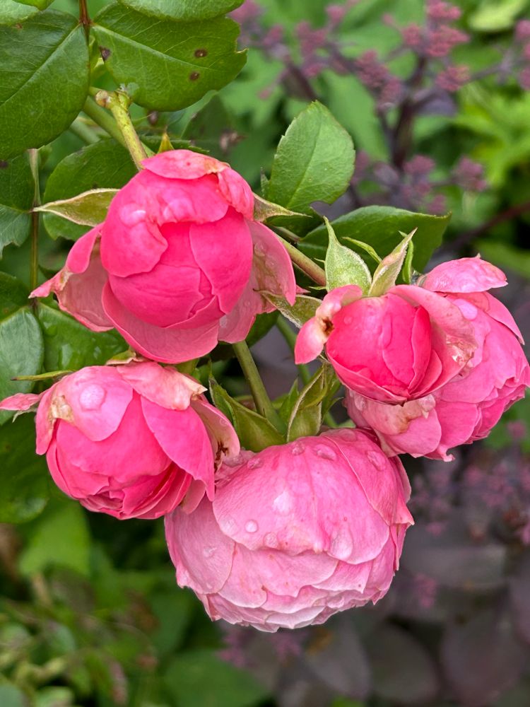 Regennasse Pomponrosen in pink.