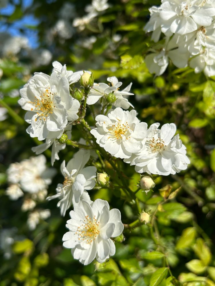 Kleine weiße Rosen im Büschel blühend.