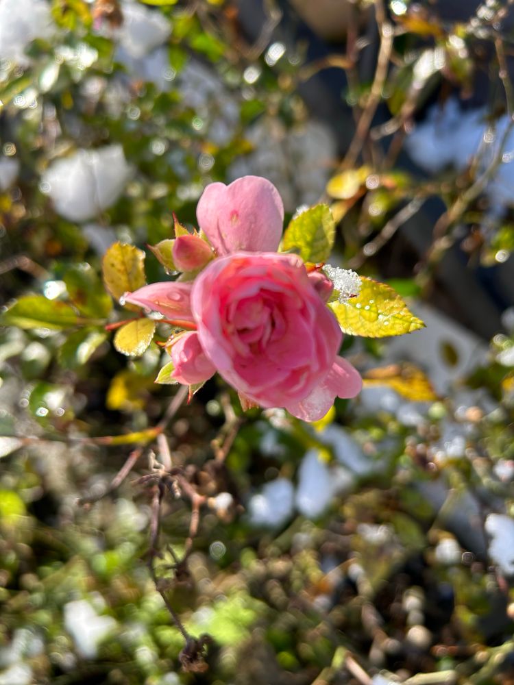 Späte, regennasse Rose