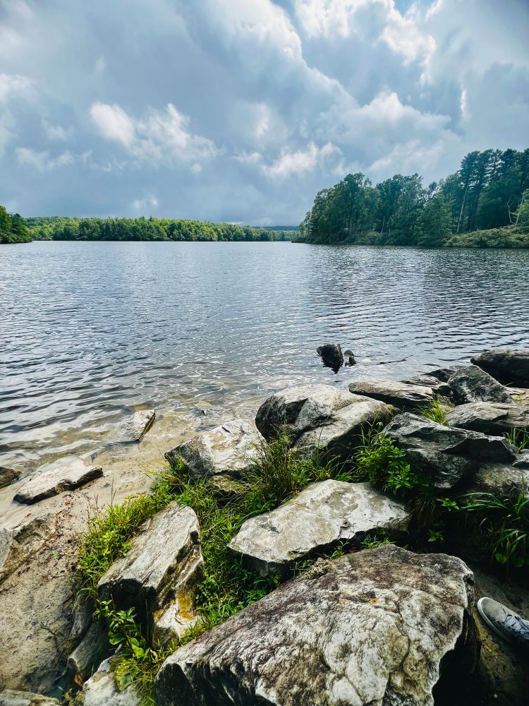A lake with a line of trees in the background with rocks and grass in the foreground 