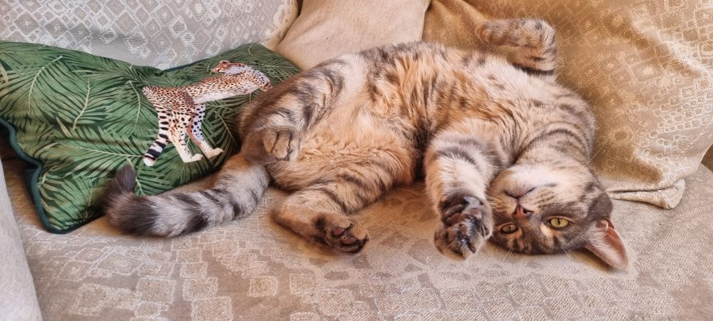 a chonky tabby cat rolls on one side and shows his belly floof. One paw stretches out towards the camera, the other is in bunny paw mode. 
He's a trollop & is just trying to get some attention. He'd accept Dreamies too, at a push (a very small one, tbf)