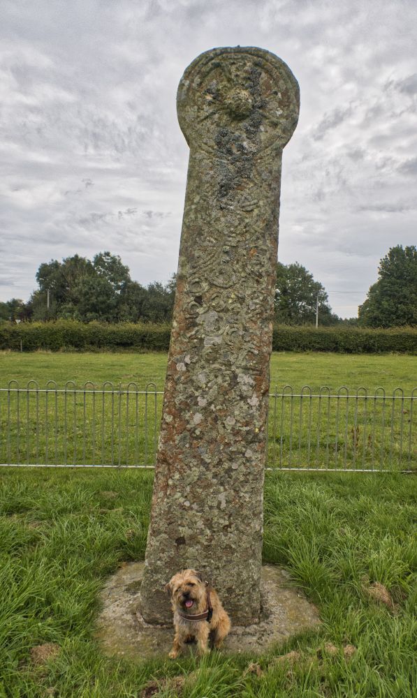 A small Border Terrier in front of the tenth/eleventh-century wheel cross of Maen Achwyfan, standing at 3.4 metres tall in a field in Flintshire, Wales (presumably its original location).
