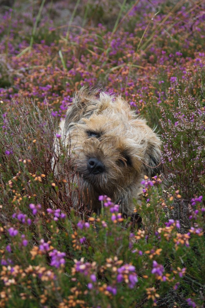 A Border Terrier hiding in purple heather, staring at the camera with head tilted.