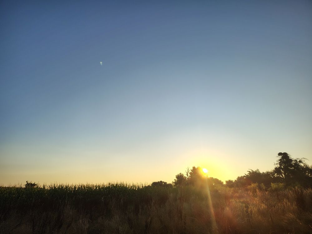 Aufgehende Sonne über einem Feld