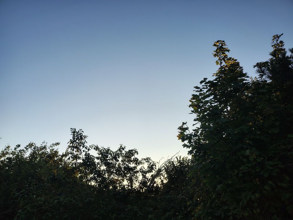 Morgendämmerung hinter Gebüsch / Bäumen