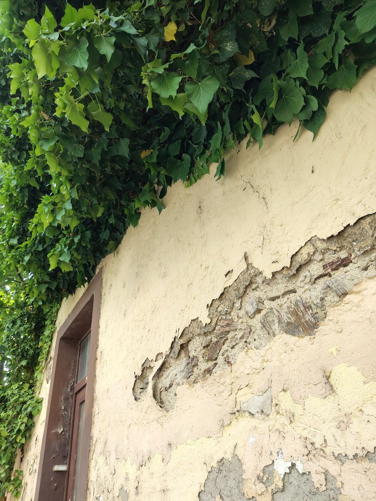 Von unten aufgenommenes Foto eines beigen Hauses mit einer braunen Tür. An der Tür (am linken Bildrand) ist ein Klingelschild zu erkennen, die braune Farbe blättert ab. Die beige Wand hat teilweise großflächige Schäden, der Putz ist abgebröckelt und man sieht Mauerwerk. Über allem ist dichter, grüner Pflanzenbewuchs zu sehen.