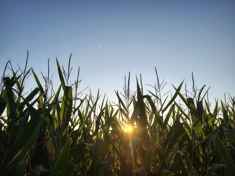 Aufgehende Sonne hinter einem Maisfeld, darüber ein blauer Himmel 