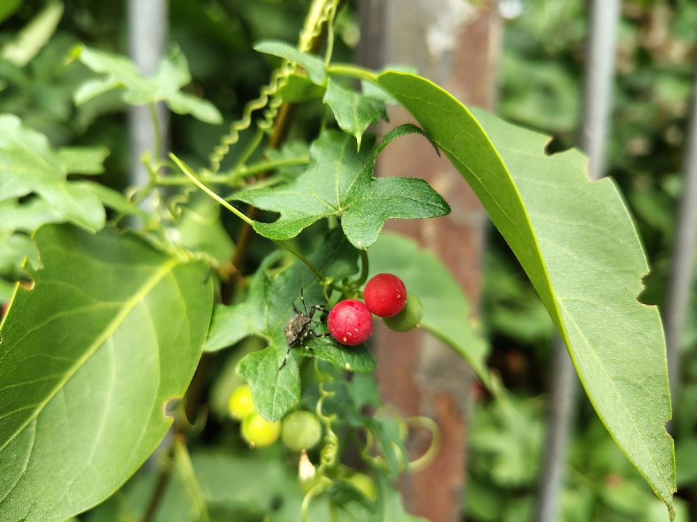 Grau-schwarze Wanze auf einem grünen einer Pflanze, neben der Wanze sind zwei rote Beeren zu sehen, darunter anscheinend unreife, grüne Beeren. Im Hintergrund ist verschwommen ein Metallzaun zu sehen. 