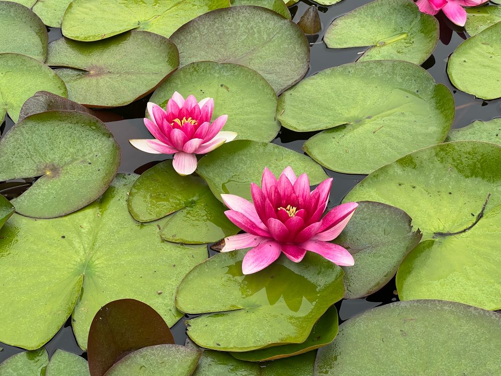 Lilly pads and two striking flowers with the carmine colour contrasting wonderfully with the rich green of the pads.