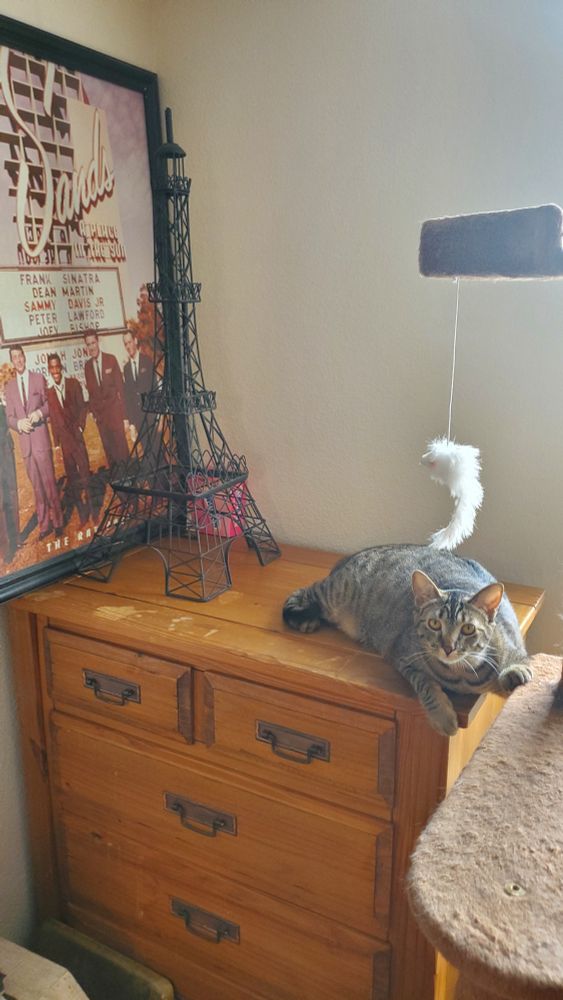 Angelique chilling on the dresser with my Eiffel Tower and Rat Pack poster.