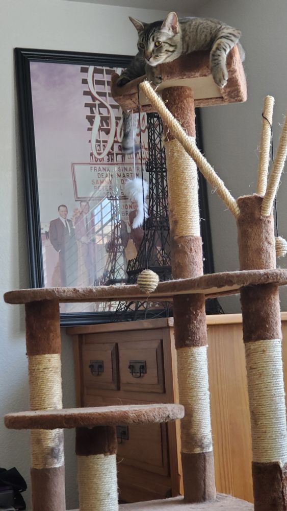 My cat Angelique on her cat condo in front of a Rat Pack / Sands Casino poster.