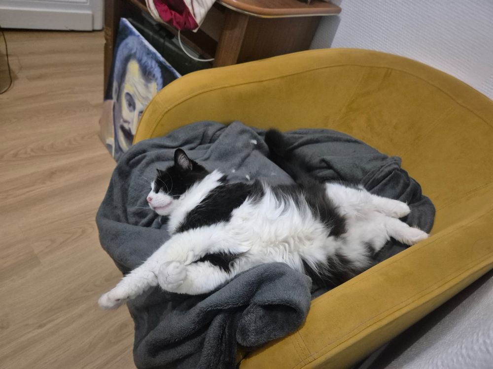 Mon chat qui dort devant le film