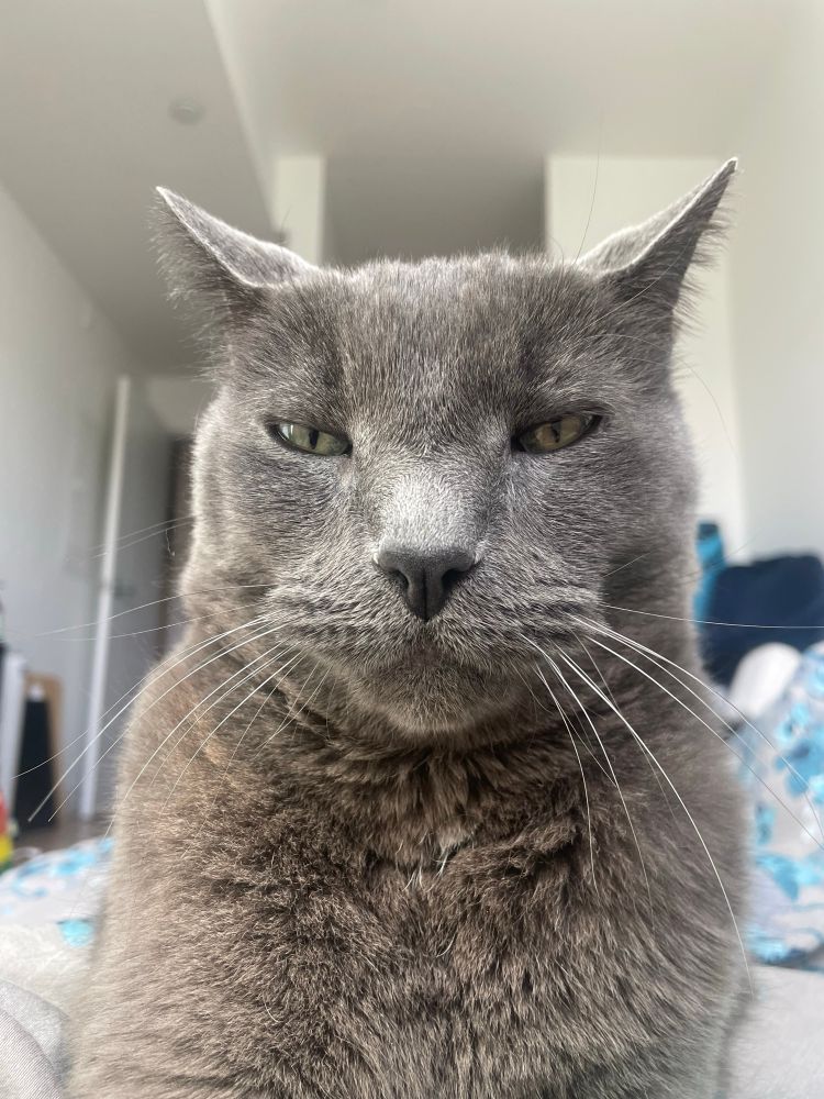 Grey cat laying on blanket