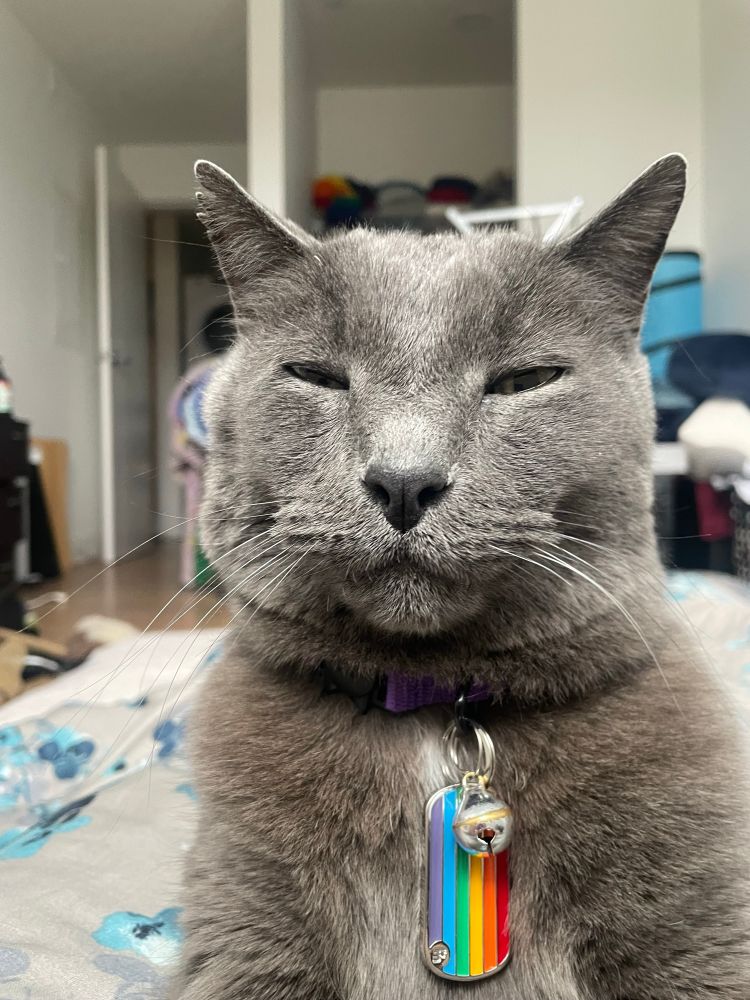 Grey cat with rainbow collar tag