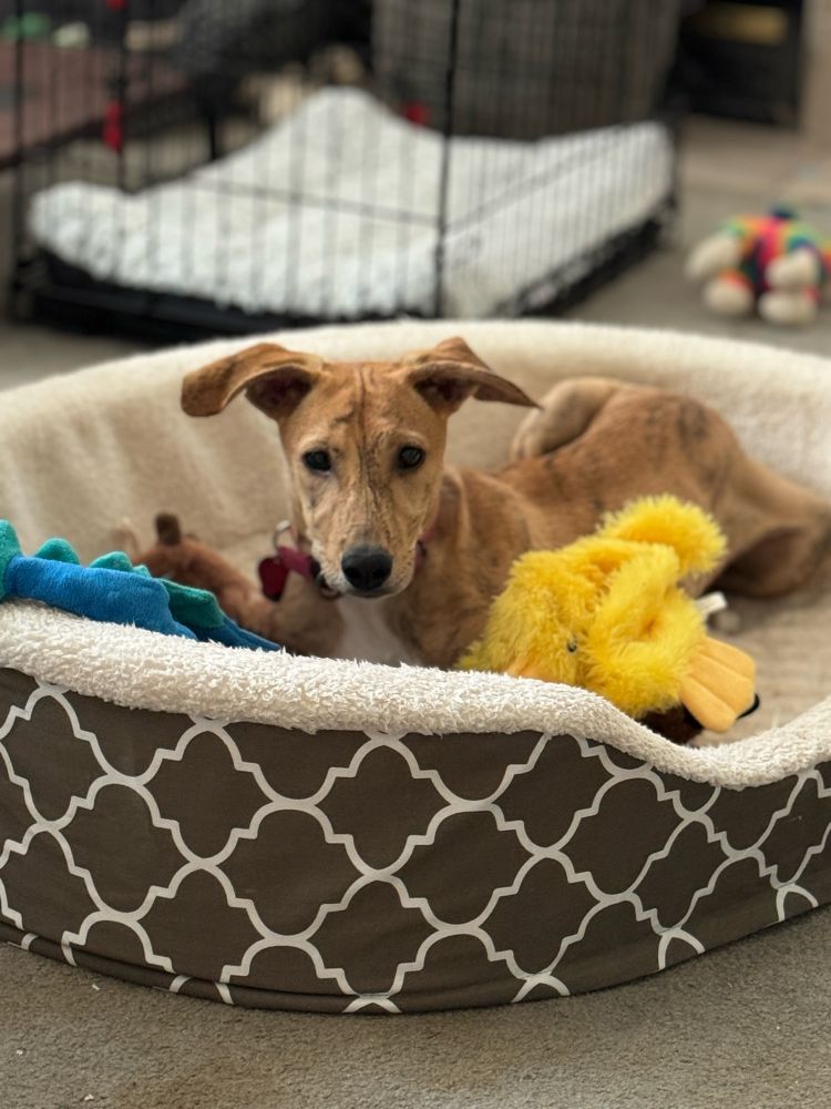 A gold brindle puppy with brown eyes so dark they cannot be distinguished from the pupil is looking straight at the camera. She is lying in an oval dog bed that is too big for her and is surrounded by plush squeaky toys.