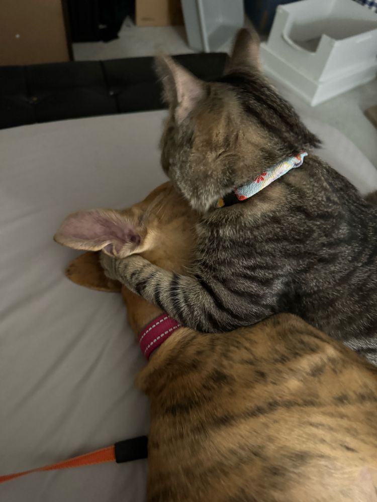 A tabby kitten has pinned down a hound puppy and is forcibly grooming her face.