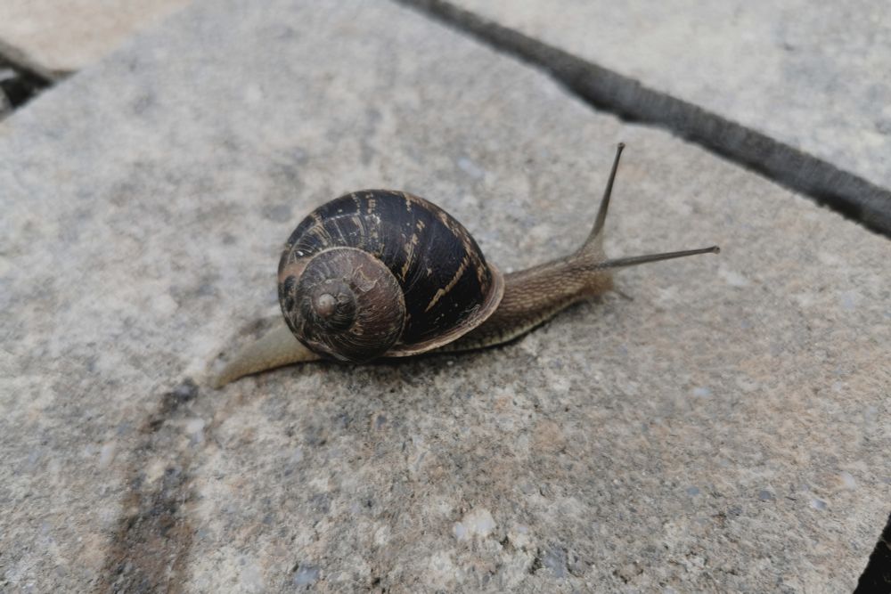 Snail.