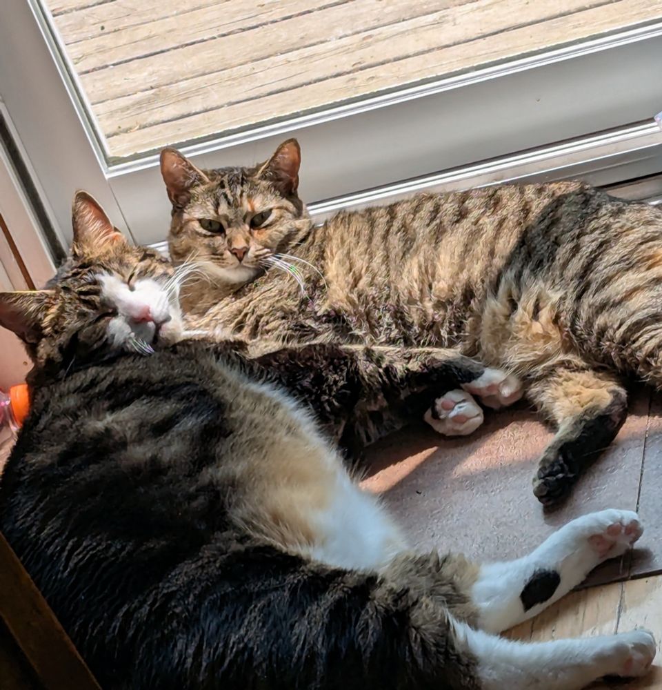 Two cats sleeping in the sun. One is very big (20lb) and the other much smaller. They are cuddled together looking very lazy and happy.
