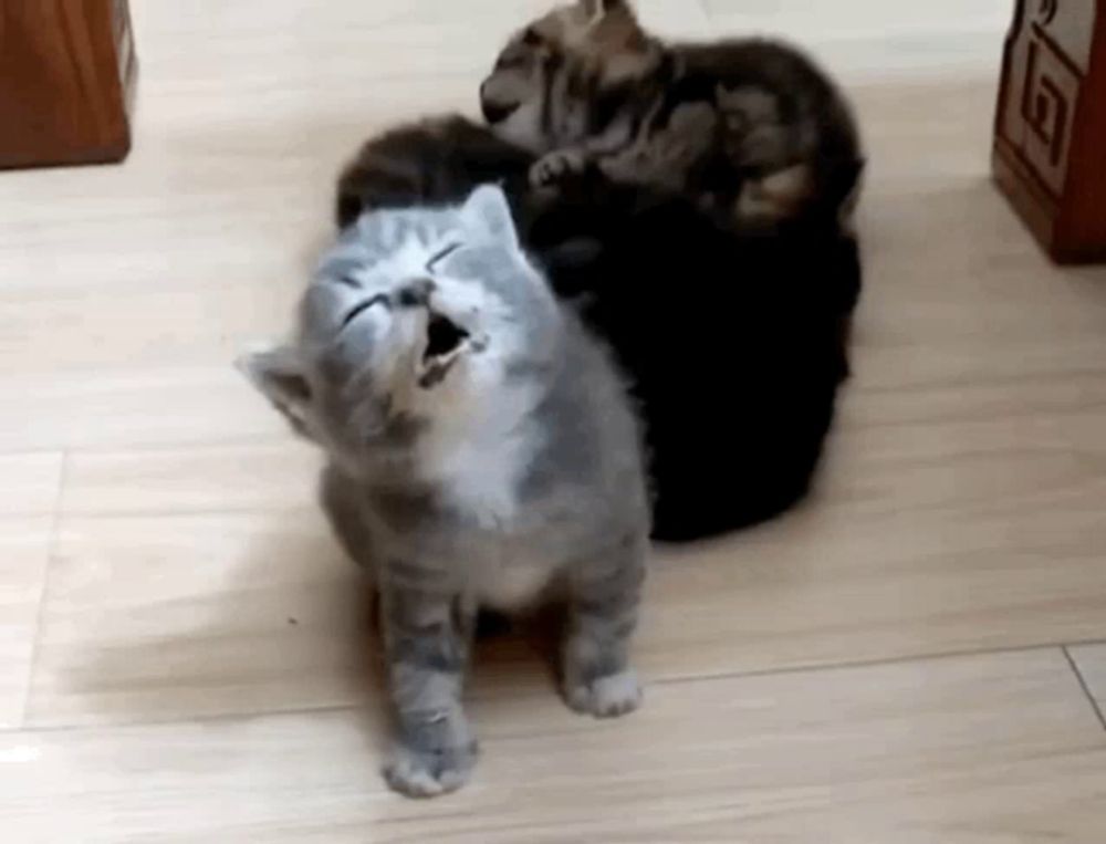 a group of kittens are sitting on a wooden floor and one of them is yawning .