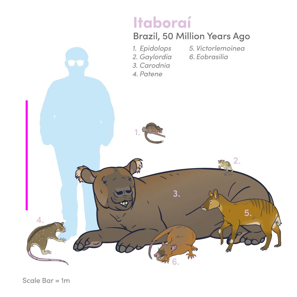 Scale chart of selected animals known from the Eocene Itaborai Formation of Brazil. The scale bar is 1 meter