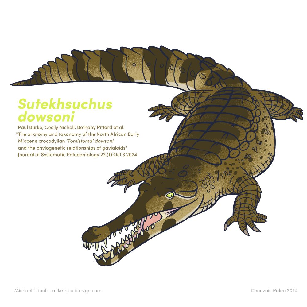 Vector illustration of Sutekhsuchus dowsoni, an early gharial relative from Miocene Egypt and Lybia. The crocodilian is lying down facing the viewer with its long, slender mouth open. It is golden brown with long dark spots on its back, tail and face. Text reads: Sutekhsuchus dowsoni. Paul Burke, Cecily Nicholl, Bethany Pittard et al. The anatomy and taxonomy of the North African Early Miocene 'Tomistoma' dowsoni and the phylogenetic relationships of gavialoids. Journal of Systemic Paleontology 22(1) Oct 3 2024