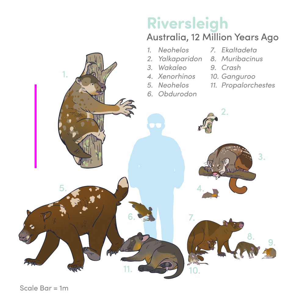 Scale chart of selected animals known from the Miocene Riversleigh Fossil Site of Australia. The scale bar is 1 meter