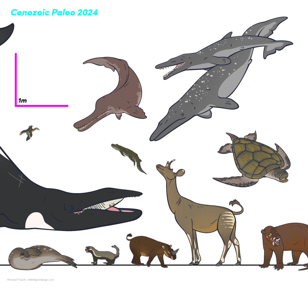 Scale chart of featured new species of cenozoic fossil animals described in 2024 2/3