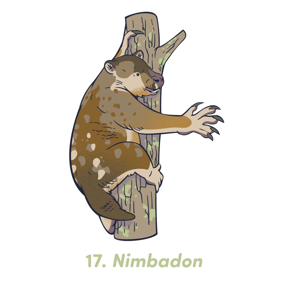 Vector illustration of Nimbadon lavarackorum, a sheep sized arboreal diprotodontid from the middle Miocene Riversleigh Fossil Site. The animal looks like a large wombat or koala, with long arms and large claws. It is climbing up the trunk of a tree, reaching out for an adjacent branch. It is colored grey with a gradient of orange and dark brown, with irregular grey and white spots along its back