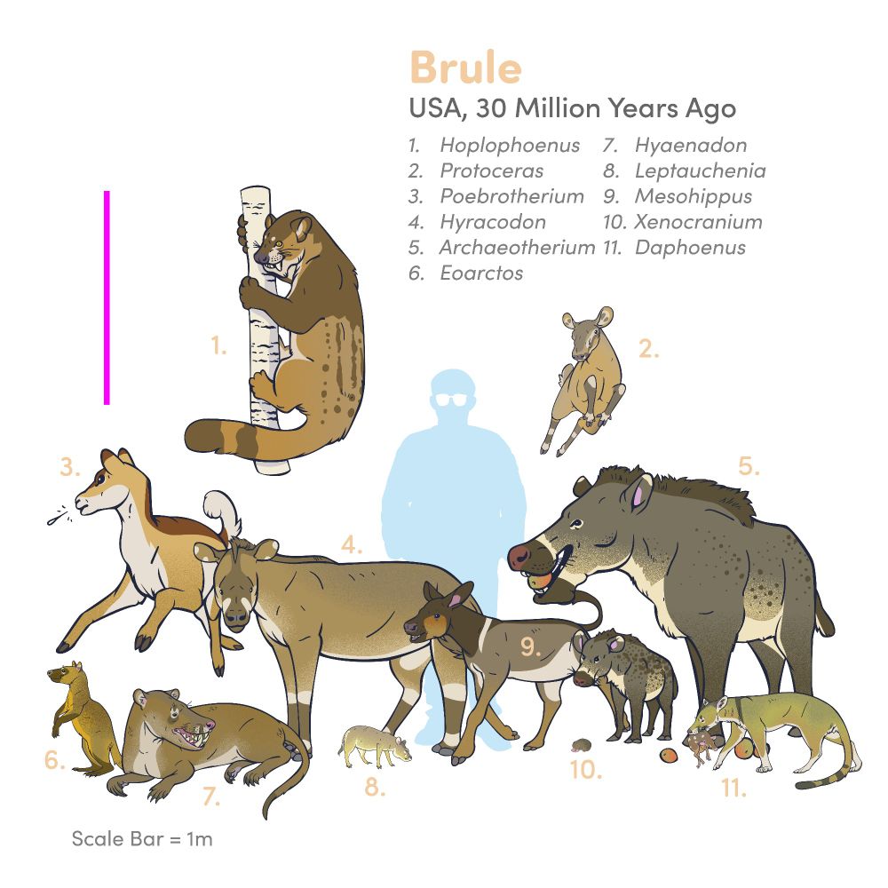 Scale chart of selected animals known from the Oligocene Brule Formation of the western USA. The scale bar is 1 meter