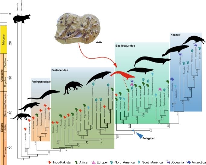 Phylogenetic tree of cetaceans, including Tutcetus, taken from Antar et al 2023