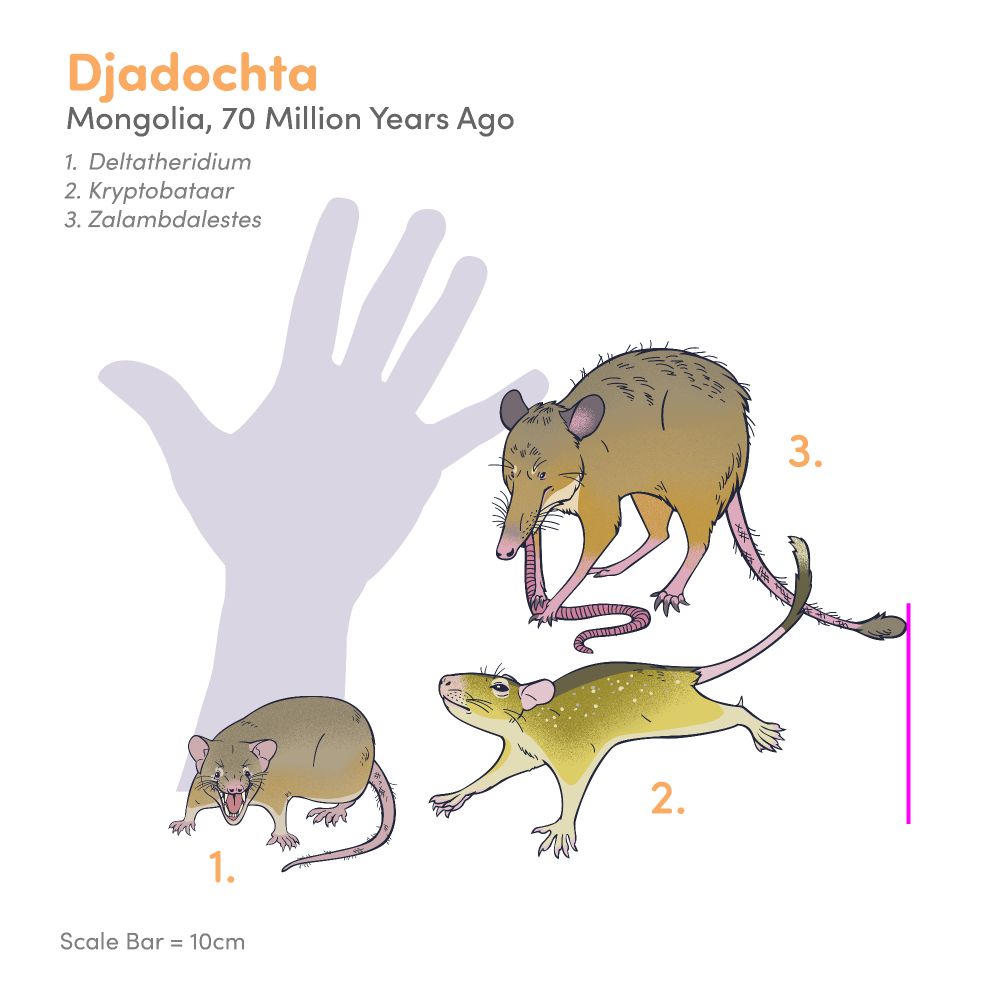 Scale chart of selected animals known from the Cretaceous Djadochta Formation of Mongolia. The scale bar is 10 cm