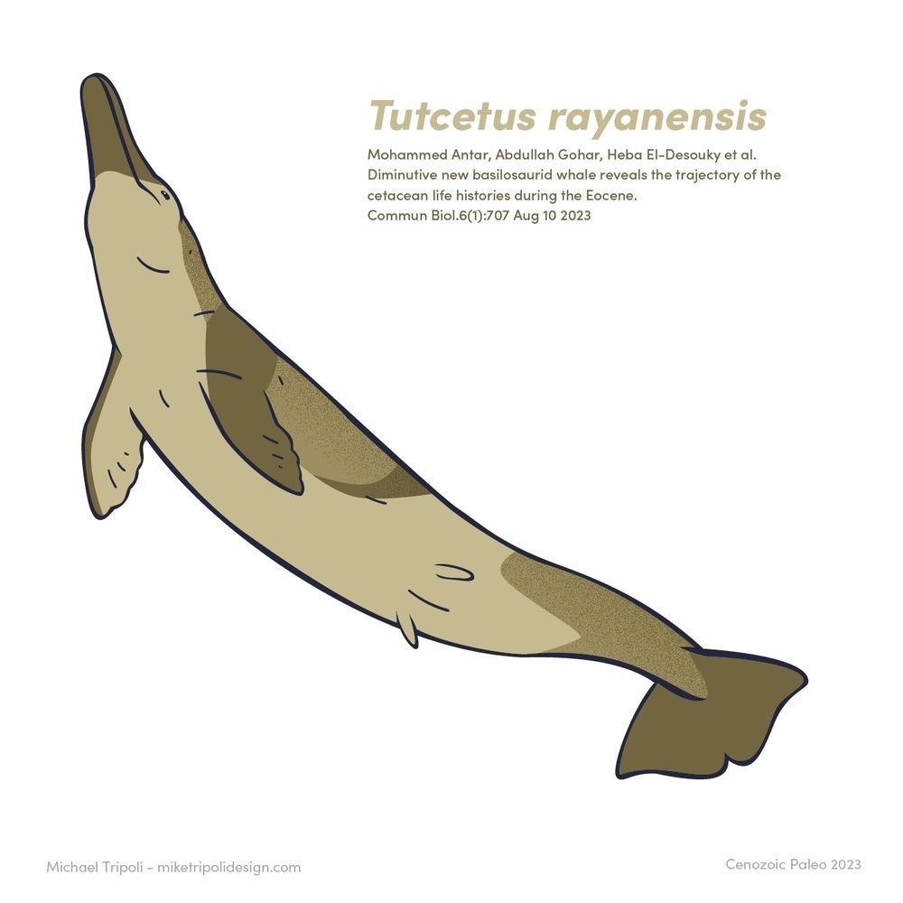 Vector illustration of Tutcetus rayanensis, a small basilosaurid from Eocene Egypt. Text reads: Tutcetus rayanensis. Mohammed Antar, Abdullah Gohar, Heba El-Desouky et al. Diminutive new basilosaurid whale reveals the trajectory of the cetacean life histories during the Eocene. Commun. Biol. 6(1):707 Aug 10 2023