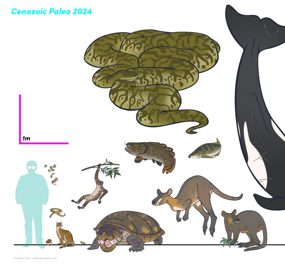 Scale chart of featured new species of cenozoic fossil animals described in 2024 1/3