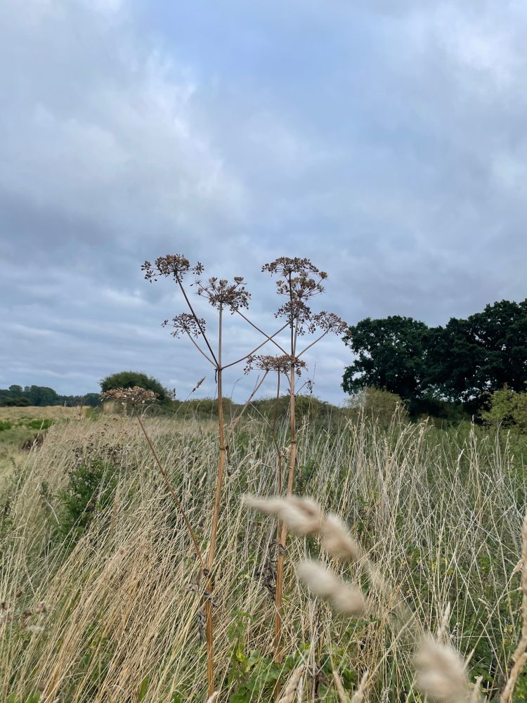 Wild grasses against a wild sky 