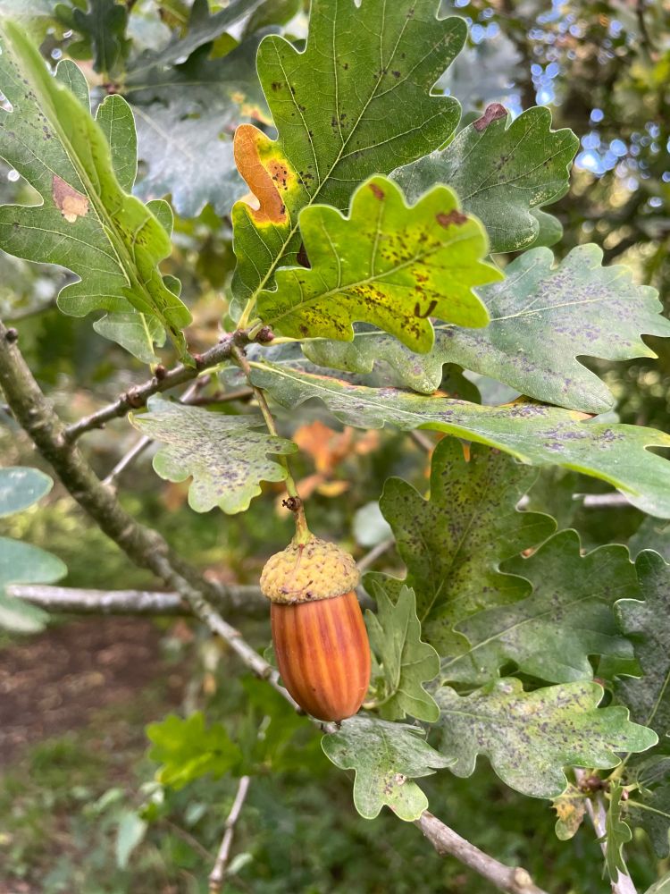 Large nut brown striped acorn on tree cup hat gold green surrounded by small branches and oak leaves  
