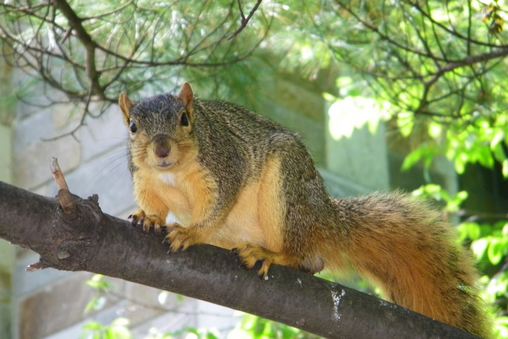 A fat squirrel on a branch staring into the camera. Photo by Corey Seeman.