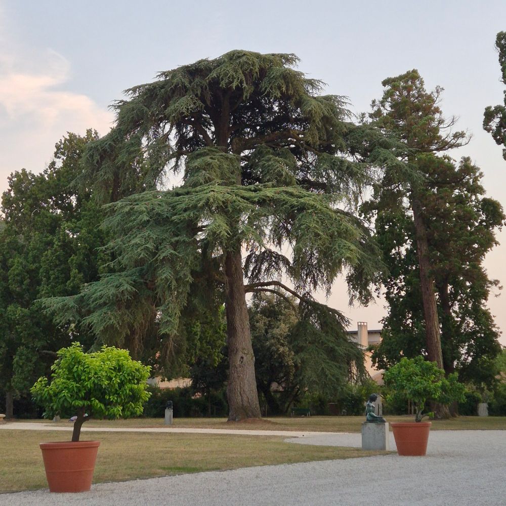 Arbres remarquables dans le Parc Laurenzane derrière l'Hôtel de Ville de Gradignan en Gironde.